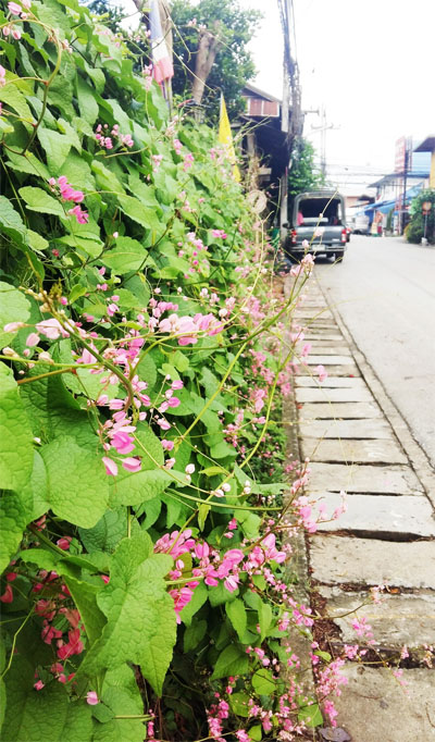 เยือนเชียงดาว-แม่แตง-แม่กำปอง เที่ยวเชียงใหม่หน้าฝนใครว่าไม่สวย