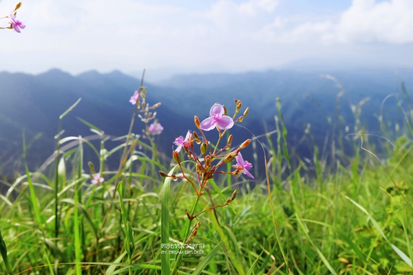 ดอยหลวงตาก