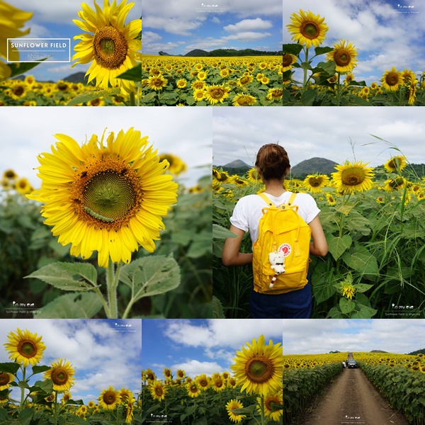 ทุ่งทานตะวันเขาใหญ่ 