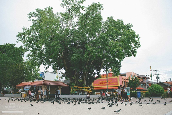 ขึ้นรถไฟไปนครศรีฯ ปล่อยอารมณ์ชิล ๆ ที่คีรีวง