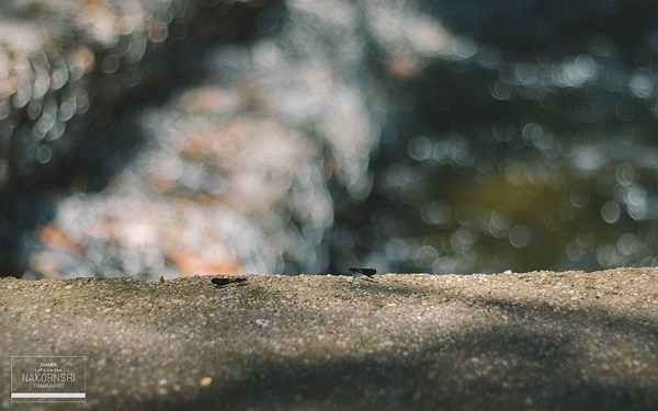 ขึ้นรถไฟไปนครศรีฯ ปล่อยอารมณ์ชิล ๆ ที่คีรีวง