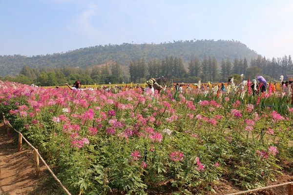 ที่เที่ยวปีใหม่ 2015