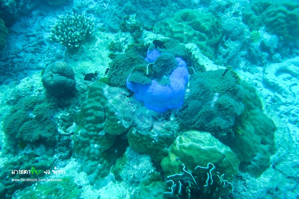 เกาะตาชัย