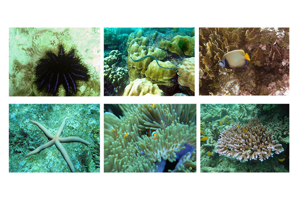 เกาะตาชัย