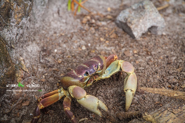 เกาะตาชัย