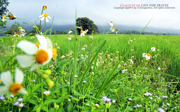 ภูลังกา-ปัว