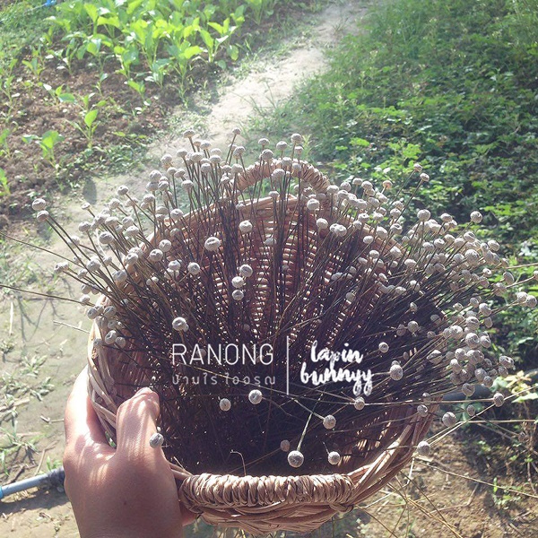ที่เที่ยวในระนอง