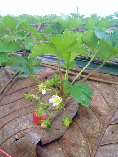 สะเมิง