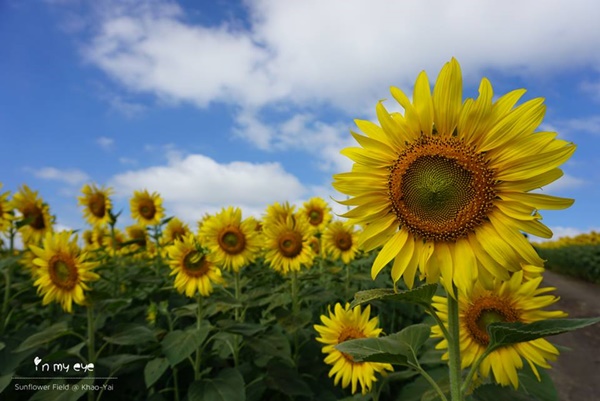 ทุ่งทานตะวันเขาใหญ่