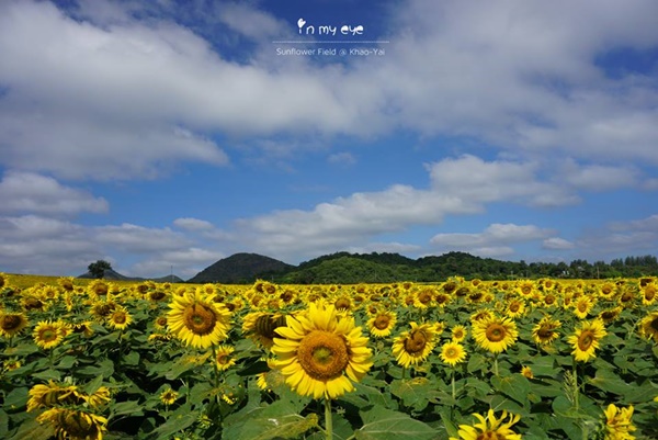 ทุ่งทานตะวันเขาใหญ่
