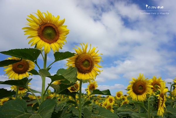 ทุ่งทานตะวันเขาใหญ่