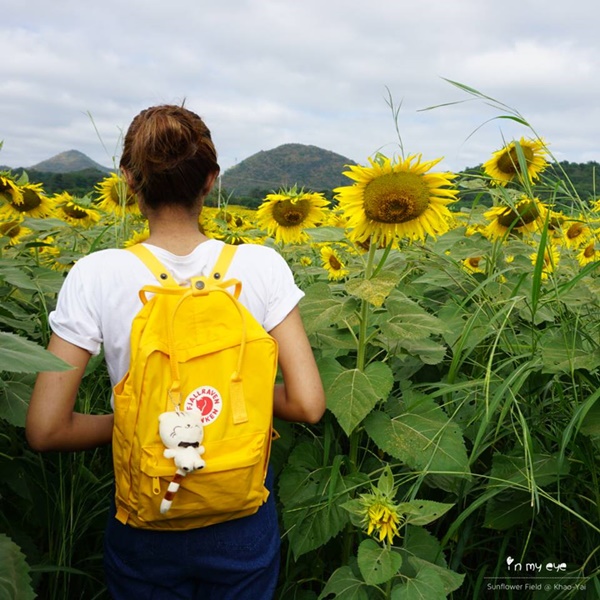 ทุ่งทานตะวันเขาใหญ่