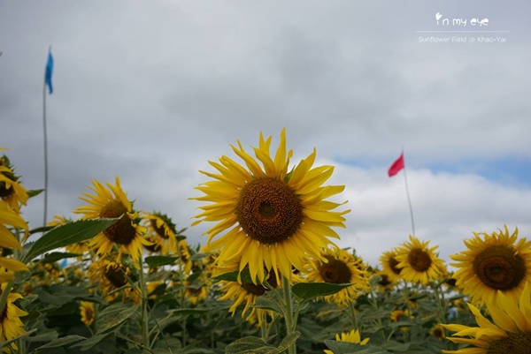 ทุ่งทานตะวันเขาใหญ่