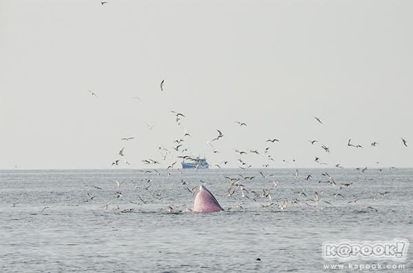 เทศกาลชมวาฬ  ทานปู หาดเจ้าสำราญ จ.เพชรบุรี