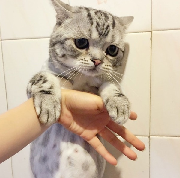 ลูลู่ แมวหน้าเศร้า