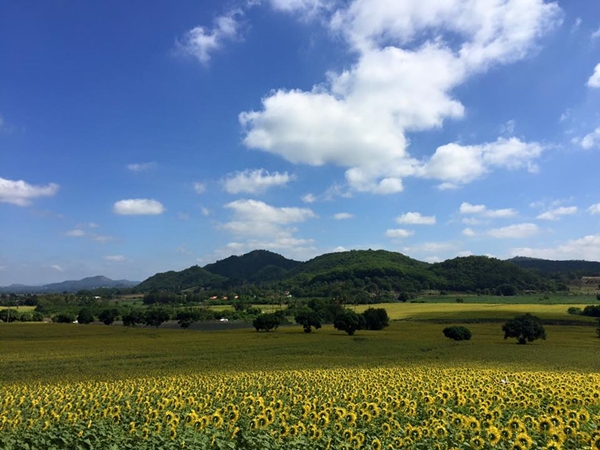 ทุ่งทานตะวัน