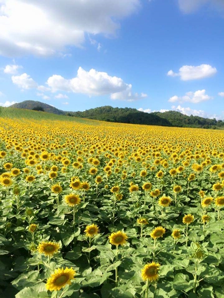 ทุ่งทานตะวัน