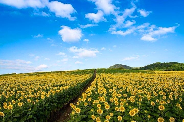 ทุ่งทานตะวัน