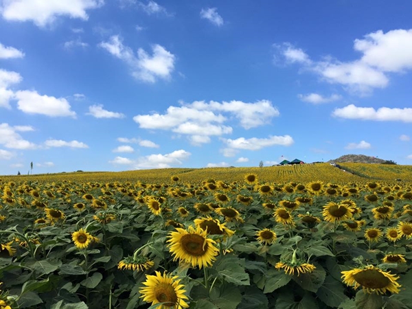 ทุ่งทานตะวัน