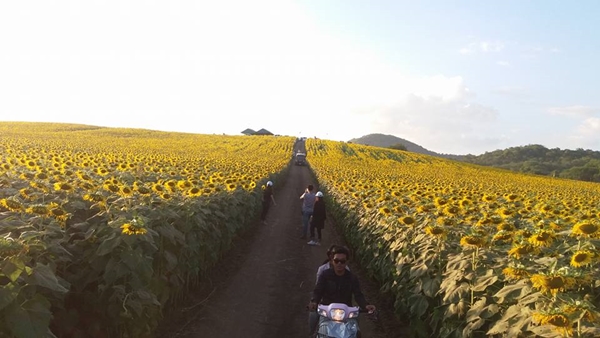 ทุ่งทานตะวัน