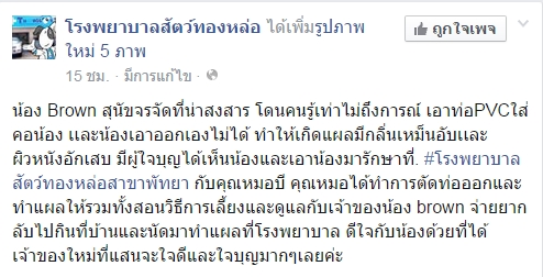 น้องบราว สุนัขจรจัด