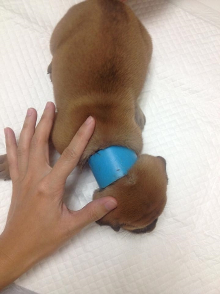 น้องบราว สุนัขจรจัด