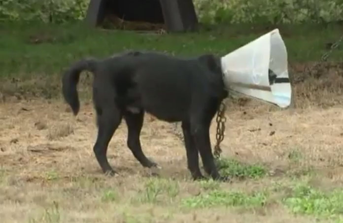 ล่ามโซ่สุนัข