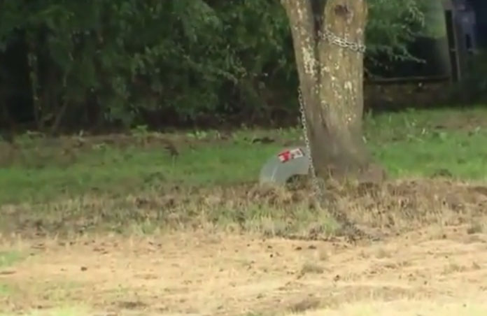 ล่ามโซ่สุนัข