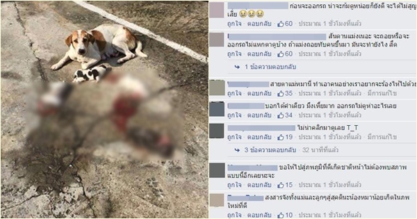 ลูกหมาโดนรถทับ