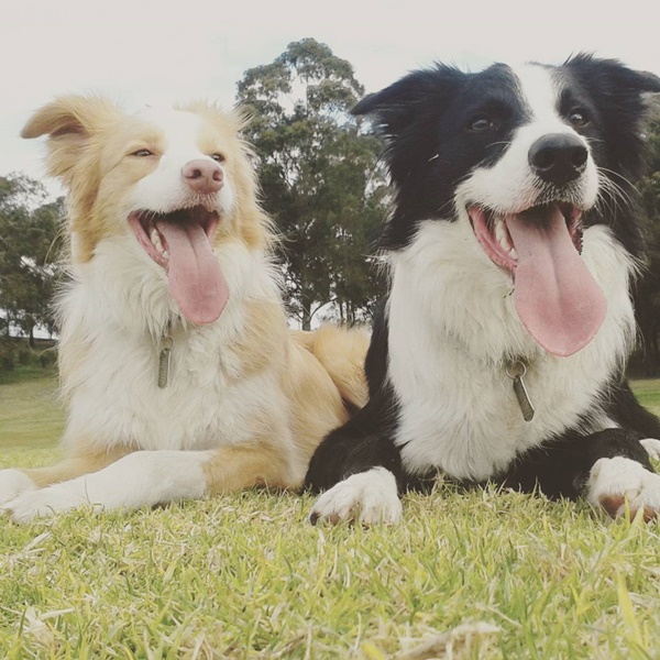 น่ารักที่สุด เจ้าตูบ-คนหันหน้าไหว้กัน นิ่งงันนานเชียวนะ