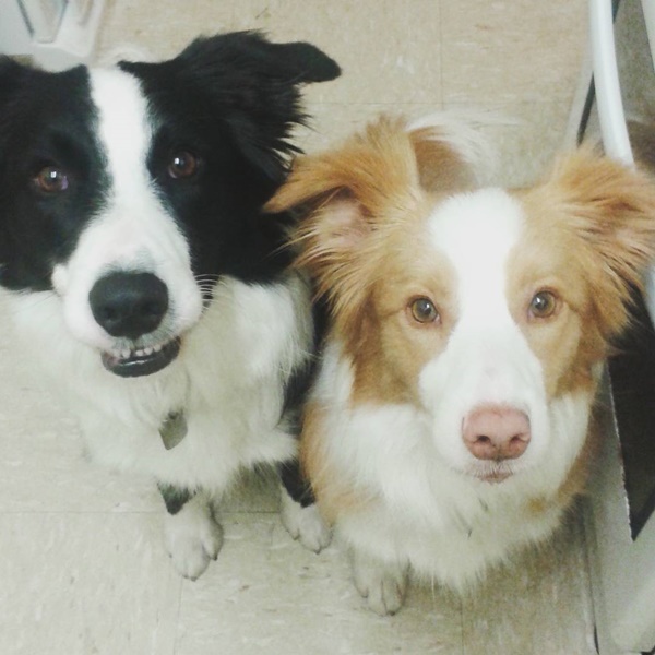 น่ารักที่สุด เจ้าตูบ-คนหันหน้าไหว้กัน นิ่งงันนานเชียวนะ