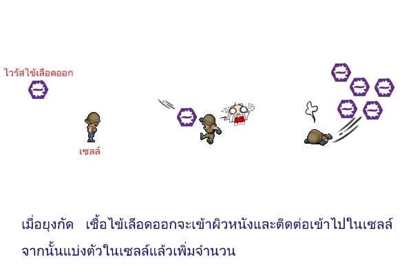 ความรู้ไข้เลือดออกฉบับการ์ตูน