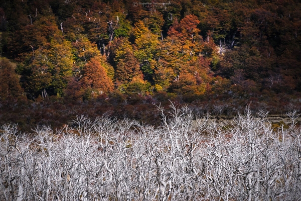 Patagonia Patagonia