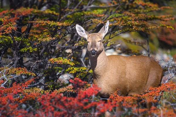 Patagonia Patagonia