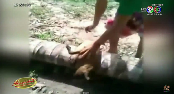 ฆ่าหมาทำกับข้าว