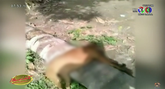 ฆ่าหมาทำกับข้าว