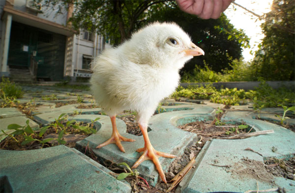 เลนส์มาโคร