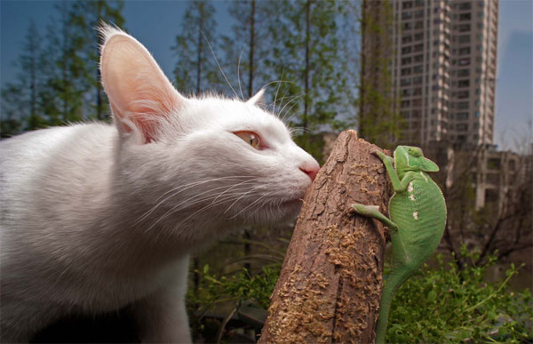 เลนส์มาโคร