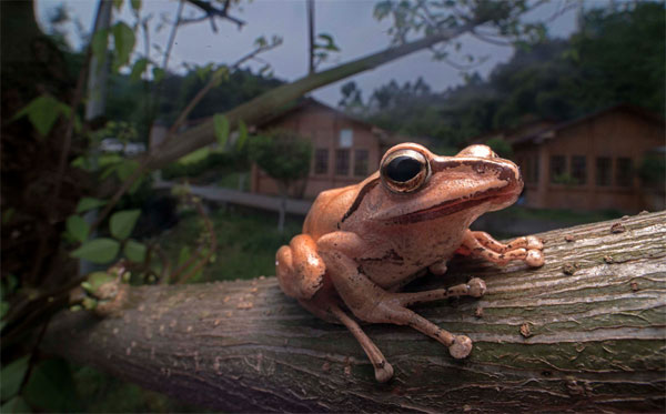 เลนส์มาโคร