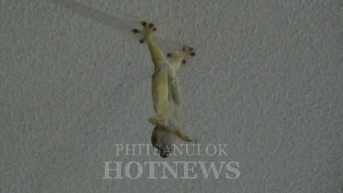 ชาวพิษณุโลกฮือฮา จิ้งจกสีทองห้อยหัวตายบนเพดาน แห่ตีเลขเด็ด