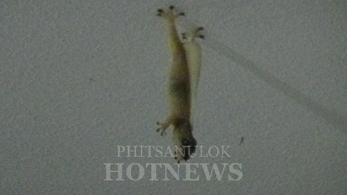 ชาวพิษณุโลกฮือฮา จิ้งจกสีทองห้อยหัวตายบนเพดาน แห่ตีเลขเด็ด