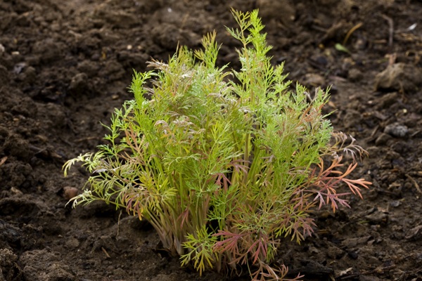 ผักชีลาว