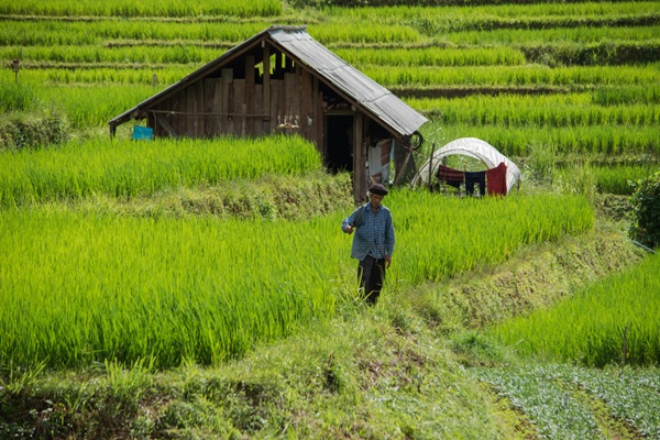เตรียมตัวให้พร้อม หน้าฝนนี้ไปชมนาขั้นบันไดในไทยกัน
