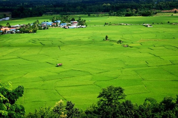เตรียมตัวให้พร้อม หน้าฝนนี้ไปชมนาขั้นบันไดในไทยกัน