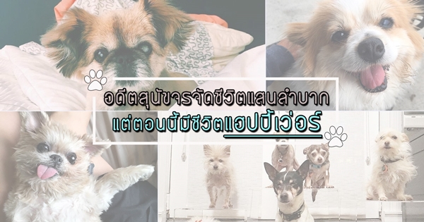 สุนัขจรจัด