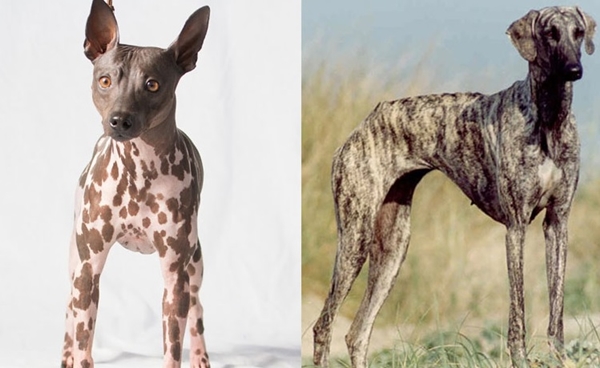 อเมริกัน แฮร์เลส เทอร์เรีย สลูกี สุนัขสายพันธุ์แท้ชนิดใหม่ของโลก