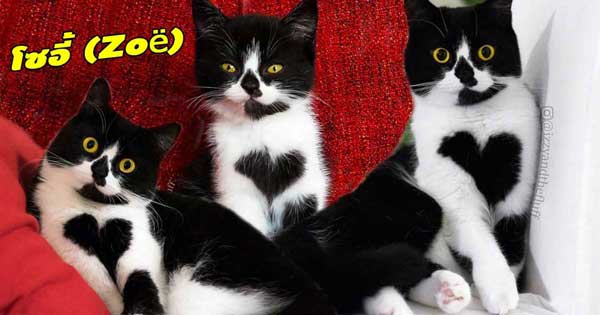 แมวเซเลบ