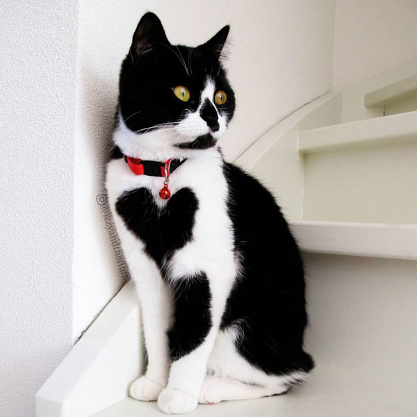 แมวเซเลบ