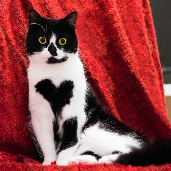 แมวเซเลบ