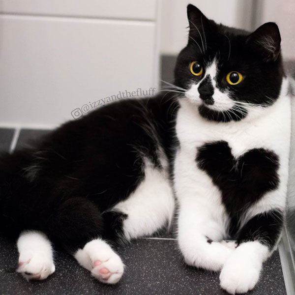 แมวเซเลบ